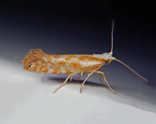 Argyresthia canadensis - Hodges#2445 - photo 2
