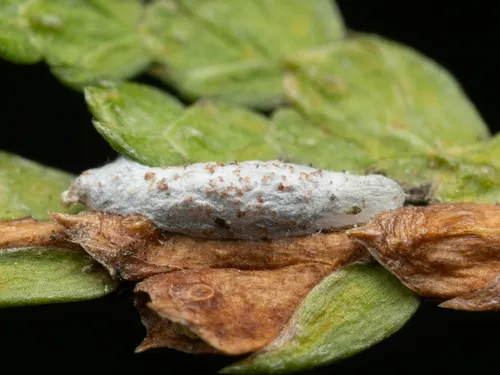 Argyresthia canadensis - Hodges#2445 - photo 4