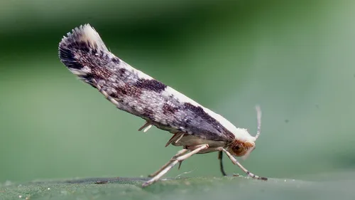 Apple Fruit Moth