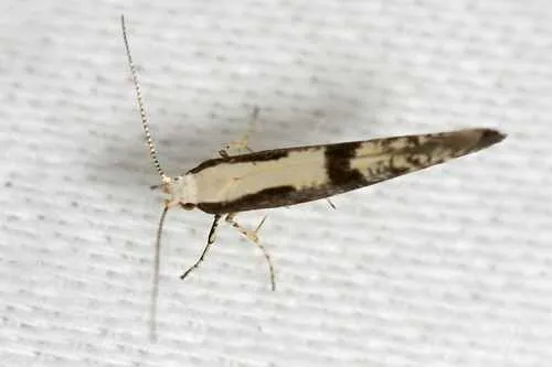 Apple Fruit Moth - photo 2