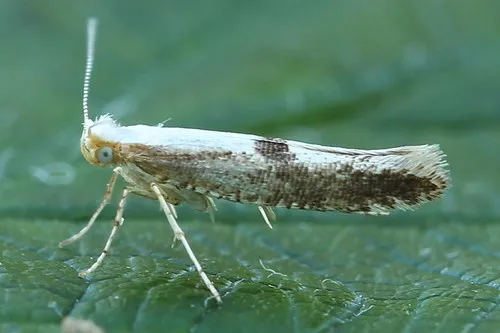 Apple Fruit Moth - photo 3
