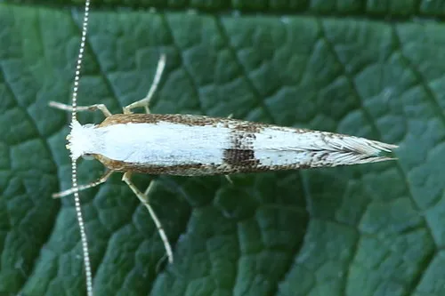 Apple Fruit Moth - photo 4