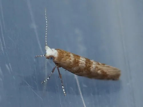 Argyresthia cupressella