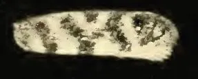 Argyresthia cupressella - photo 4