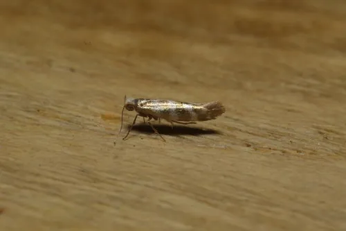 Argyresthia cupressella - photo 5