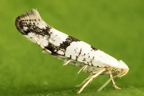 Argyresthia curvella