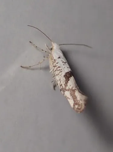 Argyresthia curvella - photo 4