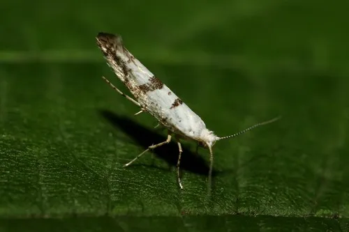 Argyresthia curvella - photo 5