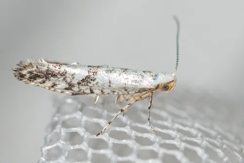 Argyresthia curvella - photo 6