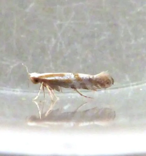 Argyresthia dilectella