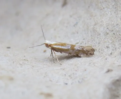 Argyresthia dilectella - photo 2