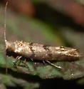 Argyresthia franciscella - Hodges#2453