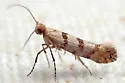 Argyresthia franciscella - Hodges#2453 - photo 2
