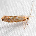 Argyresthia freyella - Hodges#2455 - Argyresthia freyella