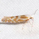 Argyresthia freyella - Hodges#2455 - photo 2