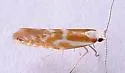 Argyresthia freyella - Hodges#2455 - photo 3