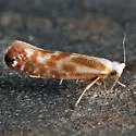 Argyresthia freyella - Hodges#2455 - photo 4