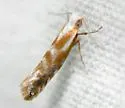 Argyresthia freyella - Hodges#2455 - photo 5