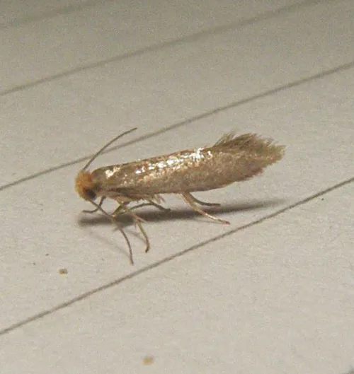 Argyresthia glabratella
