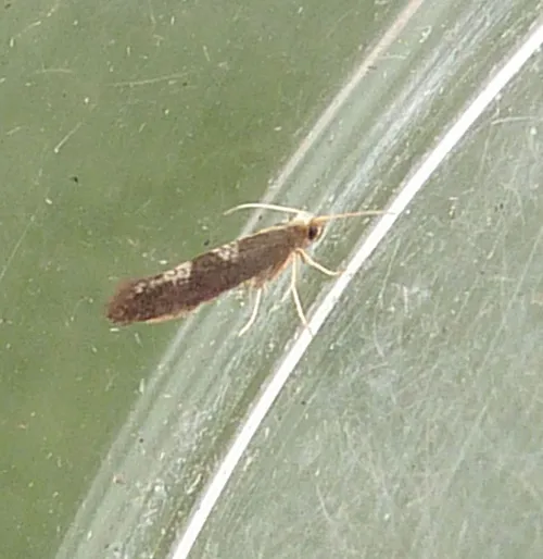 Argyresthia glaucinella