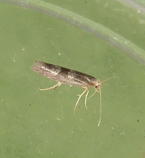 Argyresthia glaucinella - photo 2