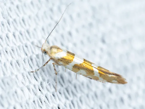 Argyresthia goedartella