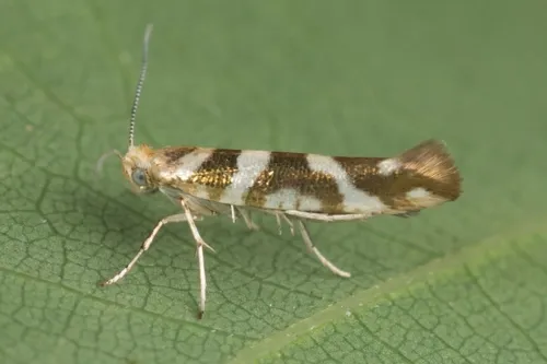 Argyresthia goedartella - photo 4
