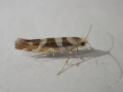 Argyresthia goedartella - photo 5