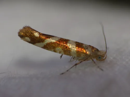 Argyresthia goedartella - photo 6