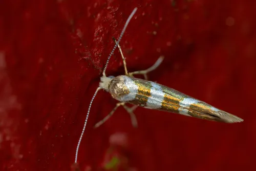 Argyresthia goedartella - photo 7
