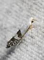 Argyresthia inscriptella - Hodges#2458 - Argyresthia inscriptella