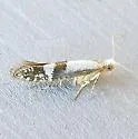 Argyresthia inscriptella - Hodges#2458 - photo 2