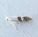 Argyresthia inscriptella - Hodges#2458 - photo 3
