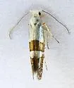 Argyresthia inscriptella - Hodges#2458 - photo 5
