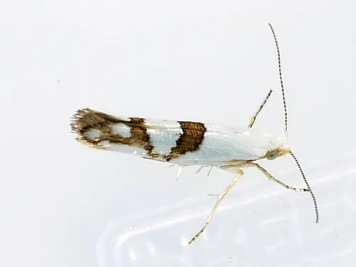 Cherry Shoot Borer Moth - photo 4