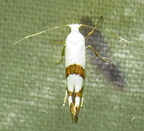 Cherry Shoot Borer Moth - photo 5