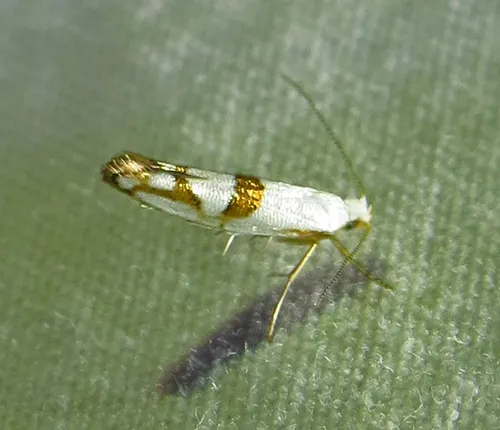 Cherry Shoot Borer Moth - photo 6