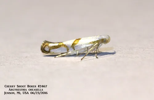 Cherry Shoot Borer Moth - photo 7