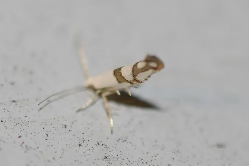 Cherry Shoot Borer Moth - photo 8