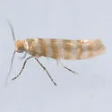 Argyresthia quadristrigella - Hodges#2475
