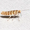 Argyresthia quadristrigella - Hodges#2475 - photo 2