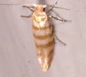 Argyresthia quadristrigella - Hodges#2475 - photo 3