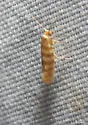 Argyresthia quadristrigella - Hodges#2475 - photo 4
