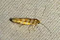 Argyresthia quadristrigella - Hodges#2475 - photo 5