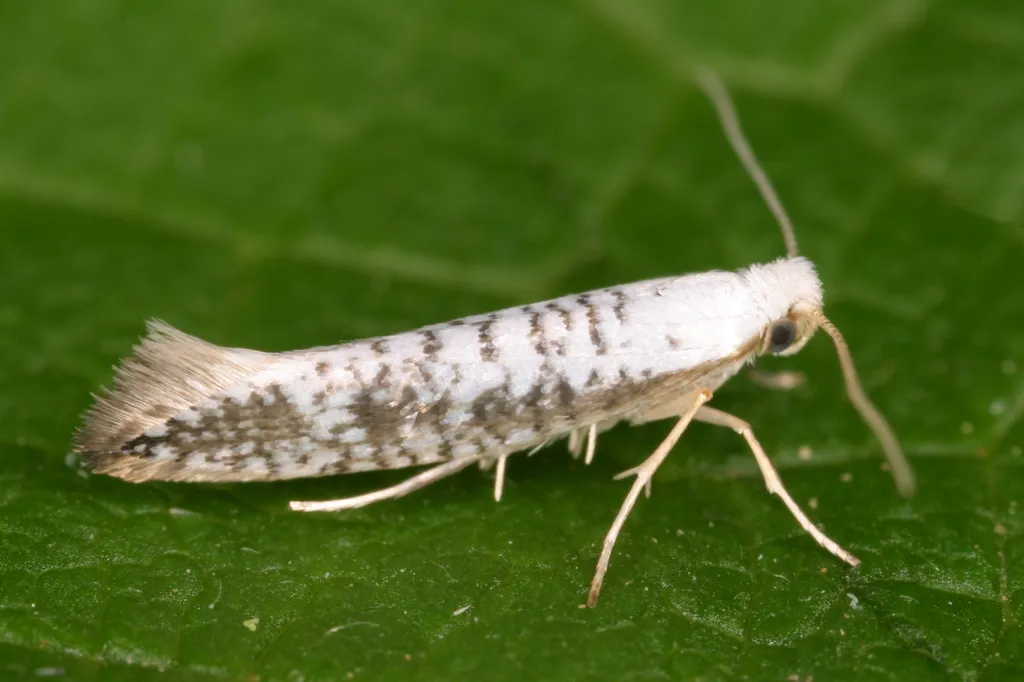 Argyresthia retinella - photo 2