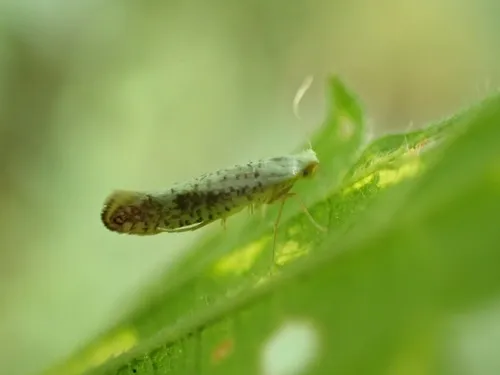 Argyresthia retinella - photo 4