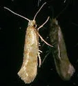 Argyresthia sabinae