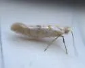 Argyresthia sabinae - photo 2