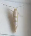 Argyresthia sabinae - photo 3