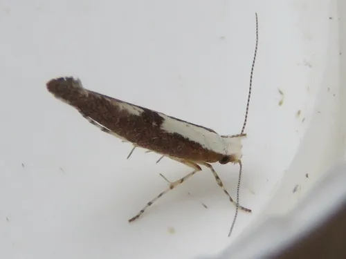 Argyresthia semifusca